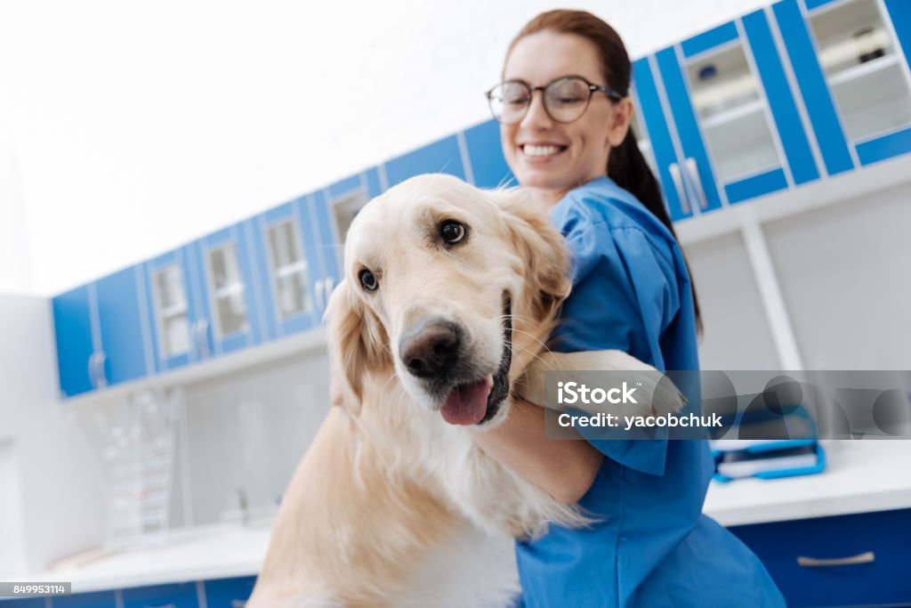 Les Labrador mignon blanc avec impatience - Photo de Vétérinaire libre de droits