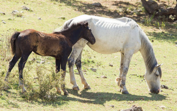 istock horses in the pasture on the nature 849963642