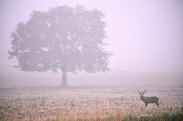 istock Early morning autumn park with deer stag 849964240