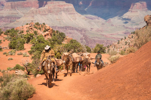 cow-boys à cheval dans le grand canyon - mule grand canyon canyon riding photos et images de collection