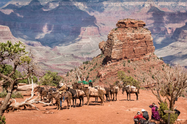 Grand Canyon National Park, Arizona, USA - March 27, 2017: Two male wranglers employeed by the National Park service arrive at Cedar Ridge and disembark from their horses to tie up the team of pack mules for a rest break while riding through the Grand Canyon on the South Kaibab trail on the southern rim on a spring day