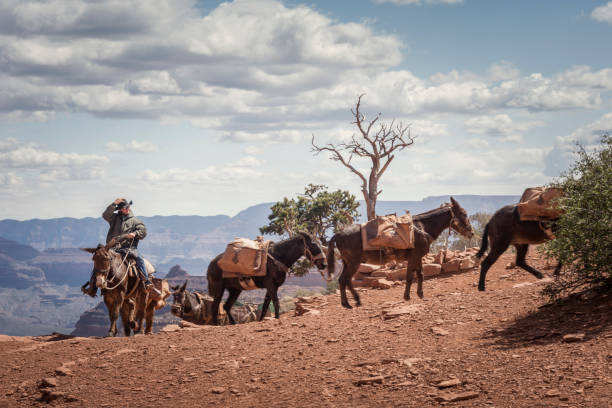 wrangler manèges chevaux grand canyon sentier - mule grand canyon national park cowboy arizona photos et images de collection