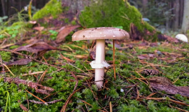 istock Mushrooms are grown in warm green, thick, wet moss layer. 849967262
