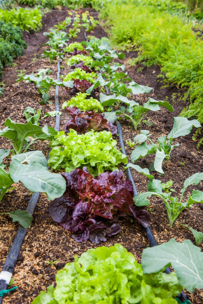 istock Romaine lettuce at cultivation field 849970528