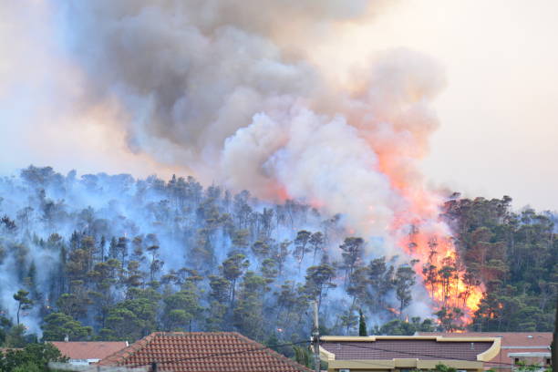 istock Forest fire. Burned trees after wildfire, pollution and a lot of smoke 849981978