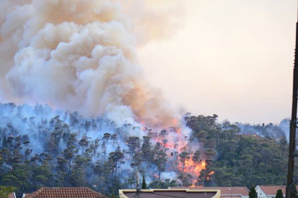 istock Forest fire. Burned trees after wildfire, pollution and a lot of smoke 849988824