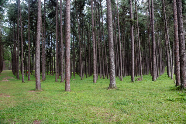 istock Pine trees lined up beautiful in the forest for background. 849992676