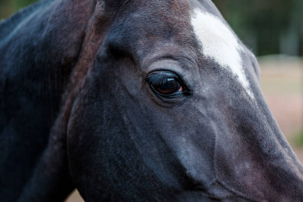 dettaglio viso del cavallo nero - livestock horse bay animal foto e immagini stock