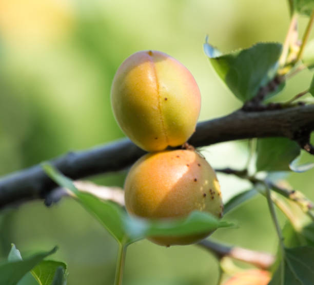 istock ripe apricots on a tree branch 850018776