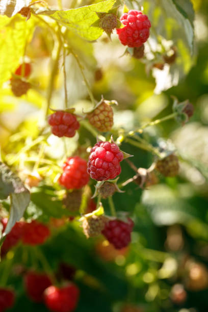 istock red ripe raspberries on bush 850026488