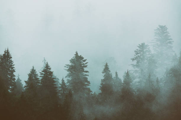 istock Foggy morning landscape 850029534