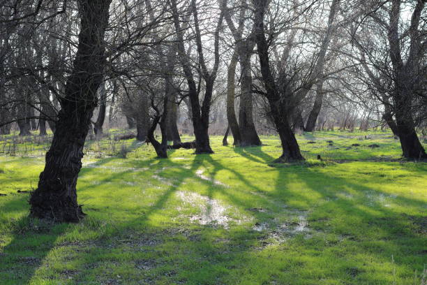 Glade in the forest after rain with green grass and trees in early spring