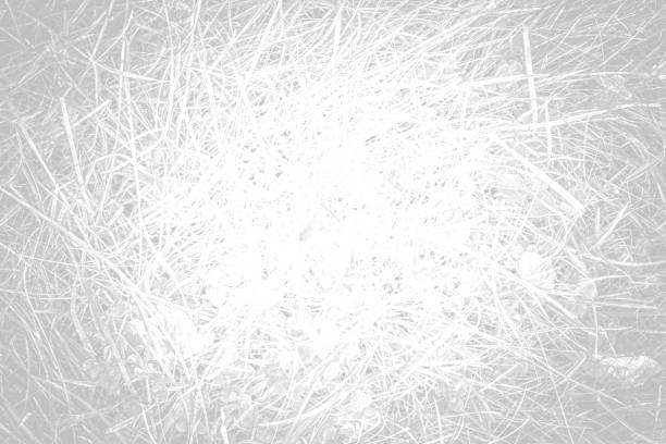 istock Green grass texture with natural patterns view from above can be used as background.White tone 850050044