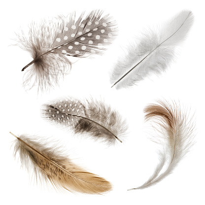 Collection of five bird feathers on pure white background