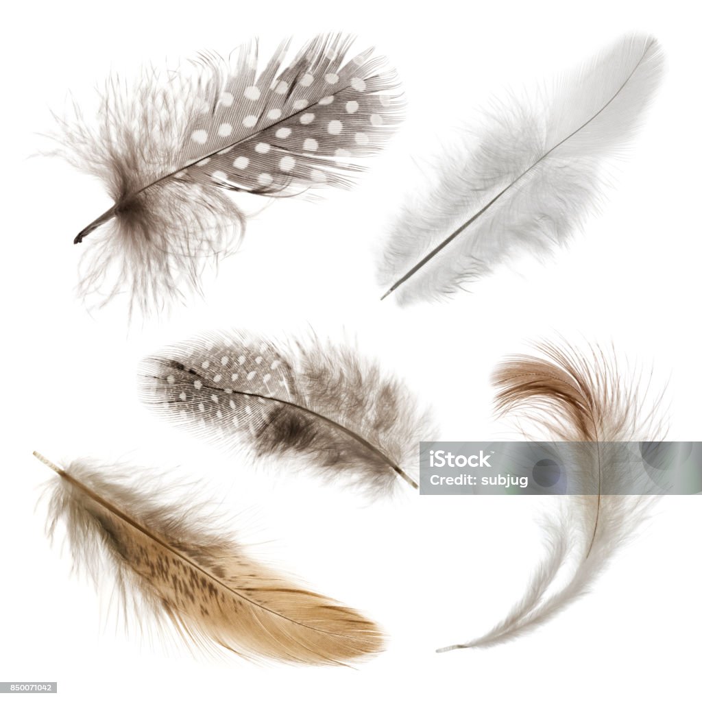 Feathers Collection on white Collection of five bird feathers on pure white background Feather Stock Photo