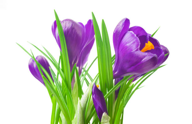 istock close up of beautiful crocus on white background - fresh spring flowers. 850086686