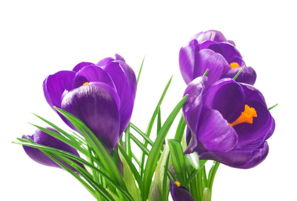 istock close up of beautiful crocus on white background - fresh spring flowers. 850087184