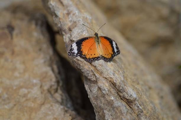 istock Butterfly in the garden 850087244