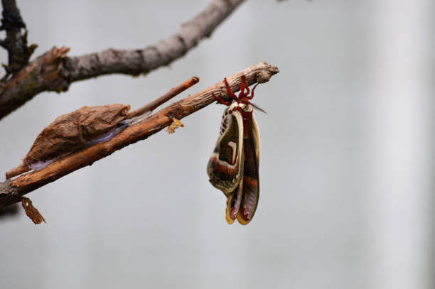 istock Butterfly in the garden 850088558