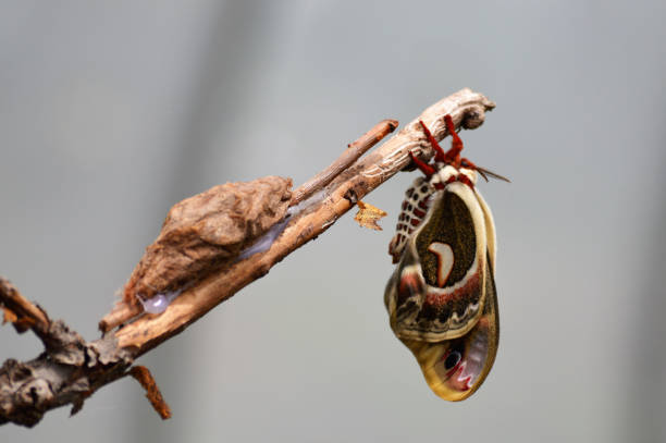 istock Butterfly in the garden 850089372