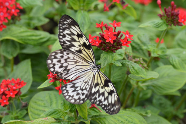 istock Butterfly in the garden 850090898