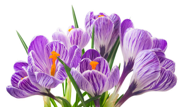 istock beautiful crocus on white background - fresh spring flowers. 850094490