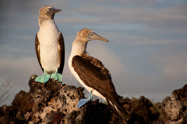 istock Galapagos Island animals 850098790