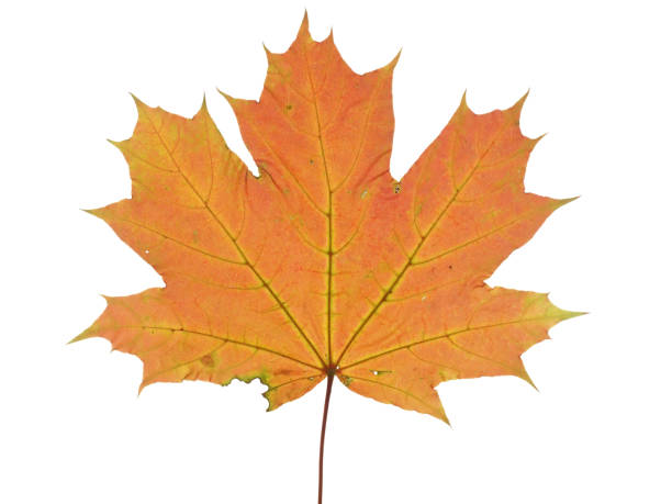 istock Autumnal leaf of a maple tree isolated on white background. 850113230