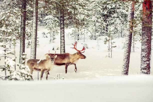istock two reindeer in forest covered in snow 850114228