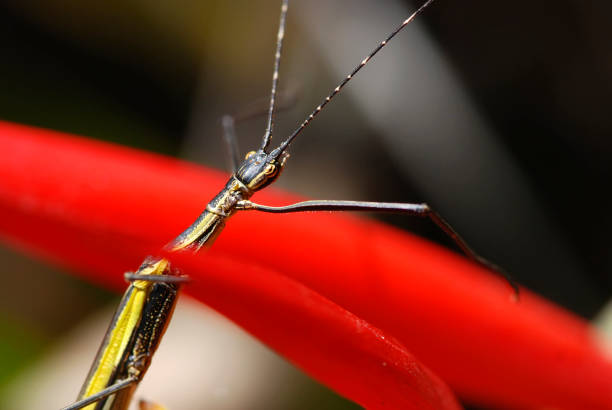 Stick insect photographed in Guarapari, Espírito Santo - Southeast of Brazil. Atlantic Forest Biome. Picture made in 2007