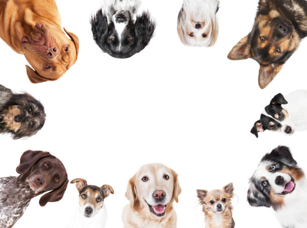 istock various dog heads circular arrangement 850114584