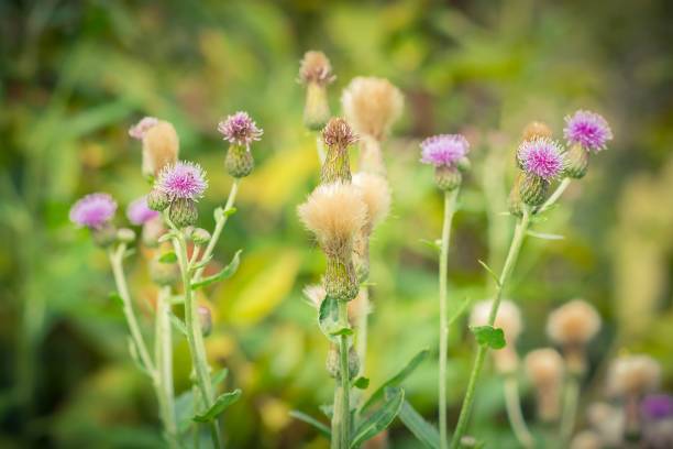 istock Pink wildflowers in the field with blurry background 850116904