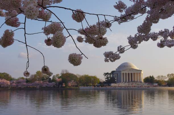 istock Jefferson Memorial and reflection on tidal basin 850117322
