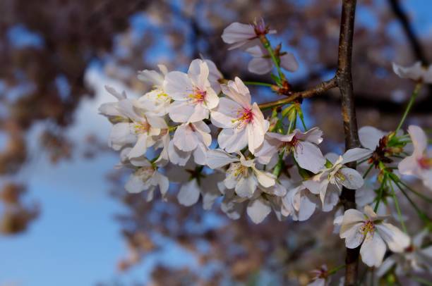istock Close up of cherry blossoms 850117346