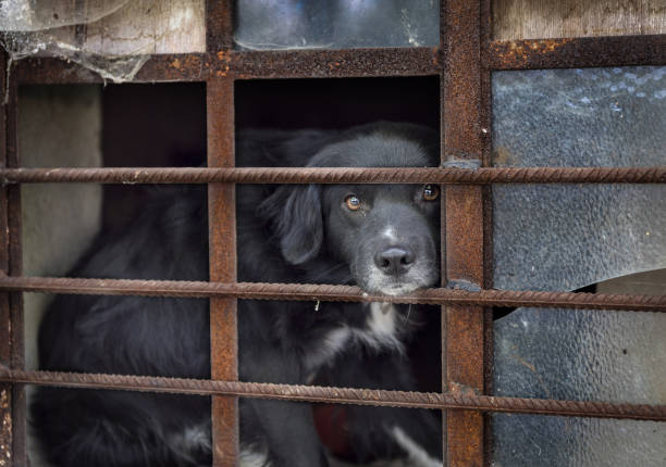 and dog looking sadly over the rusty lattice in the village