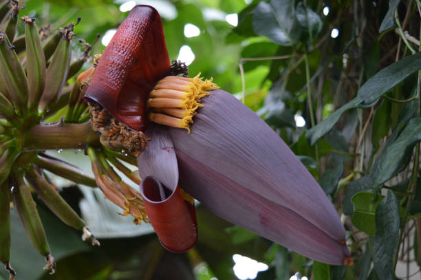 istock Purple banana tree flower 850120704
