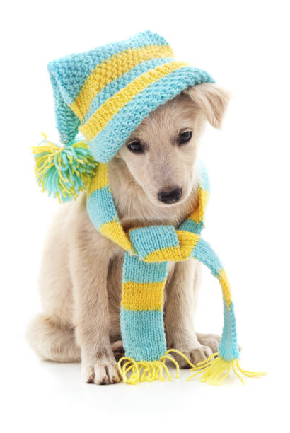 istock Dog in a cap and scarf. 850124918