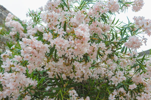pale pink oleander bush of pale pink oleander. blossom pink flowers european white hellebore stock pictures, royalty-free photos & images