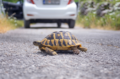 bright land tortoise turtle running on asphalt road after the car