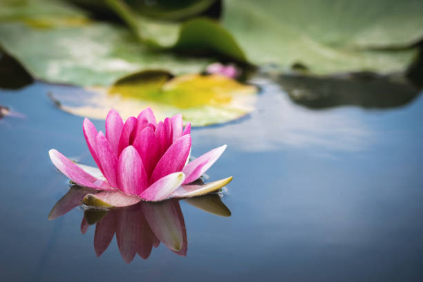 istock Water Lily Flower in a Pond 850125620