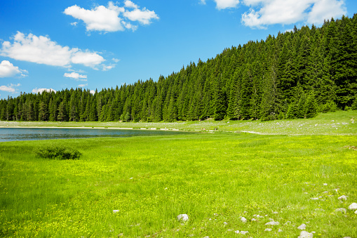 landscape near mountain lake. emerald grass lawn, coniferous trees. Black lake, Montenegro