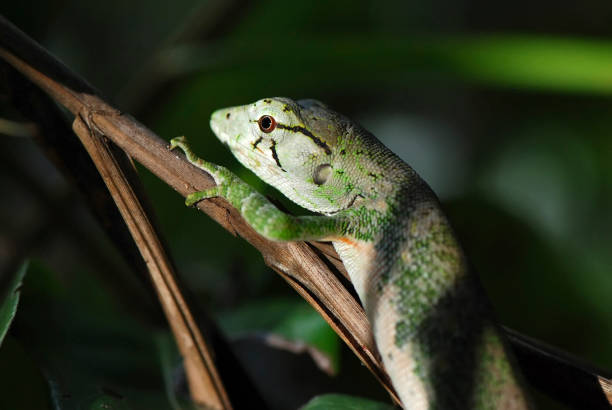 istock Lagarto Papa-vento (Polychrus marmoratus) | Many-colored Bush Anole 850136454