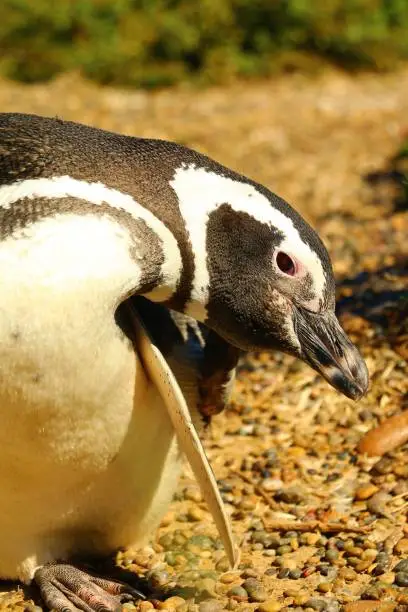 Pinguino de Magallanes in Punta Tombo, Patagonia, Argentina