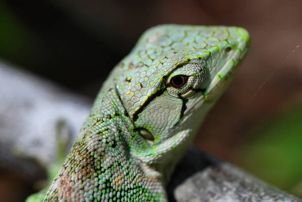 istock Lagarto Papa-vento (Polychrus marmoratus) | Many-colored Bush Anole 850136918