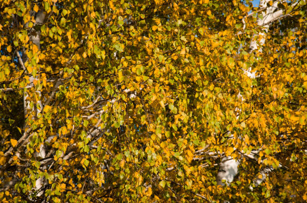 autumn foliage on a yellow orange tree on a sunny day a lot of falling leaves autumn foliage on a yellow orange tree on a sunny day a lot of falling leaves birch gold group reviews usa stock pictures, royalty-free photos & images