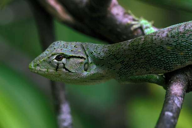 istock Lagarto Papa-vento (Polychrus marmoratus) | Many-colored Bush Anole 850137532