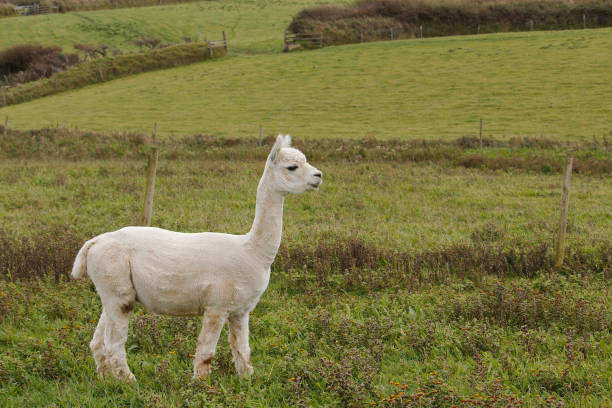 istock A lama (llama) that has recently been sheared stood in a field. 850140654