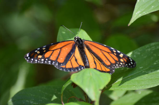 istock Butterfly in the garden 850145824