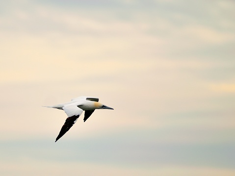 A wintering Northern Gannet, Morus bassanus, flys by late in the afternoon in the Pamlico Sound near the Outer Banks of North Carolina