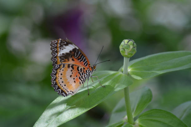 istock Butterfly in the garden 850167554